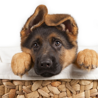 Dog In Basket - Obrázkek zdarma pro 208x208