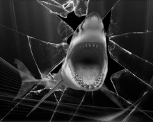 Shark screenshot #1 220x176