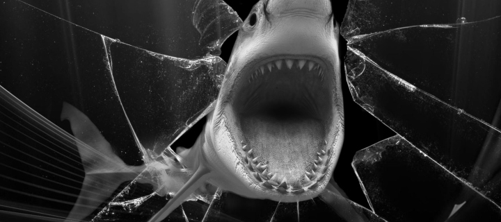Das Shark Wallpaper 720x320