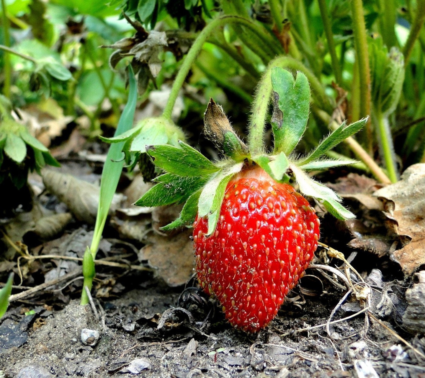 Sfondi Single Strawberry 1440x1280