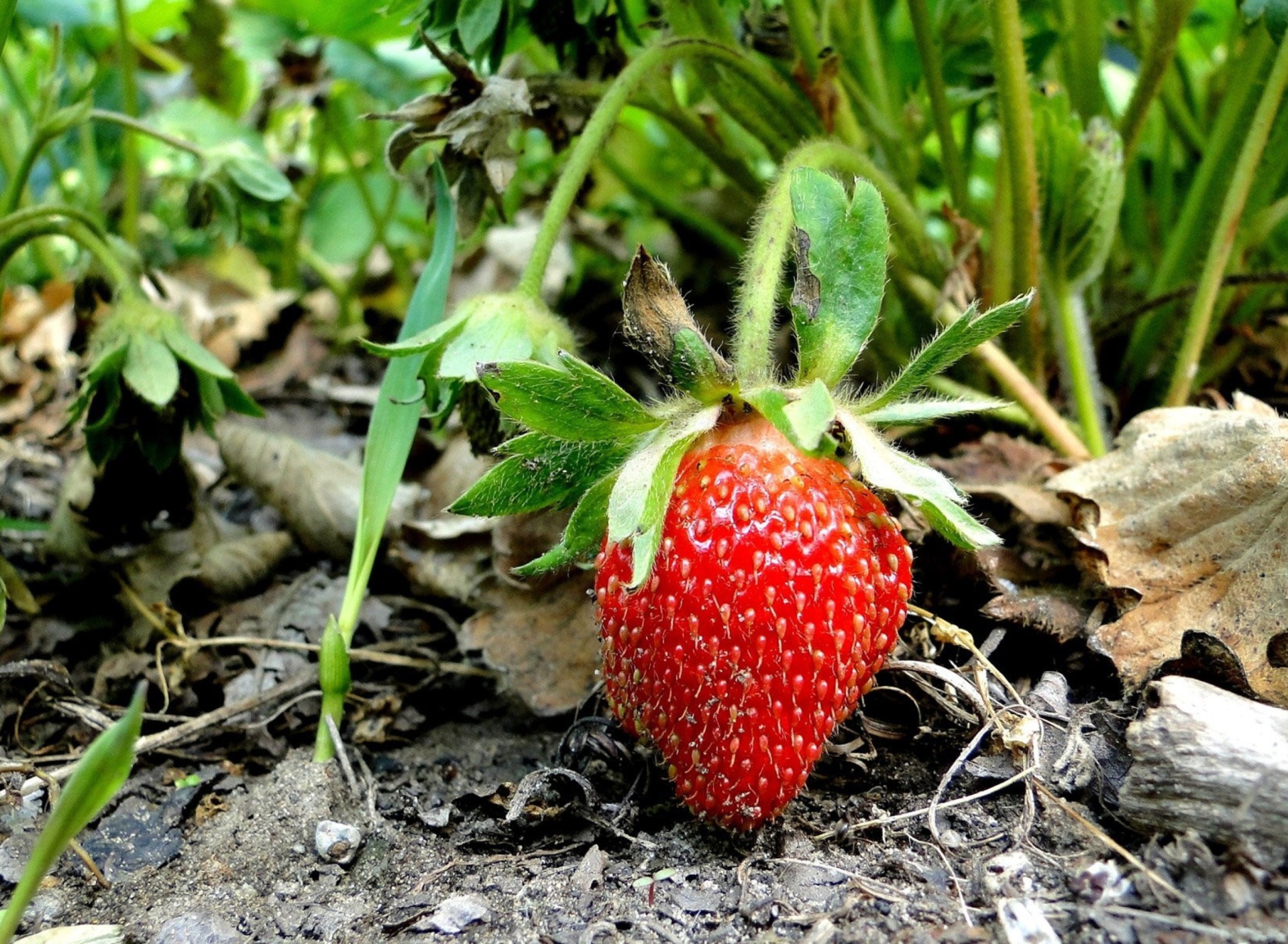 Single Strawberry screenshot #1 1920x1408