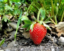 Single Strawberry screenshot #1 220x176