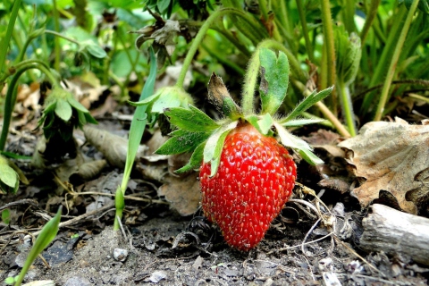 Single Strawberry screenshot #1 480x320