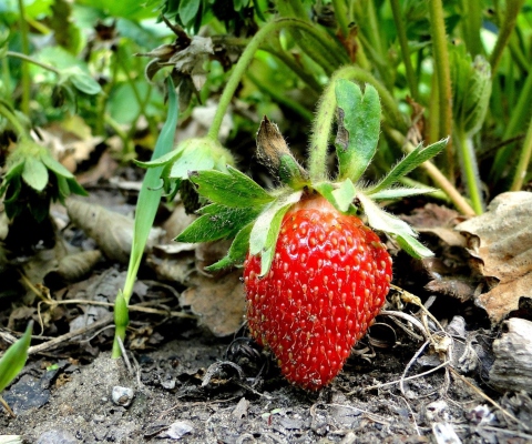 Single Strawberry screenshot #1 480x400
