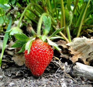 Single Strawberry Picture for HP TouchPad
