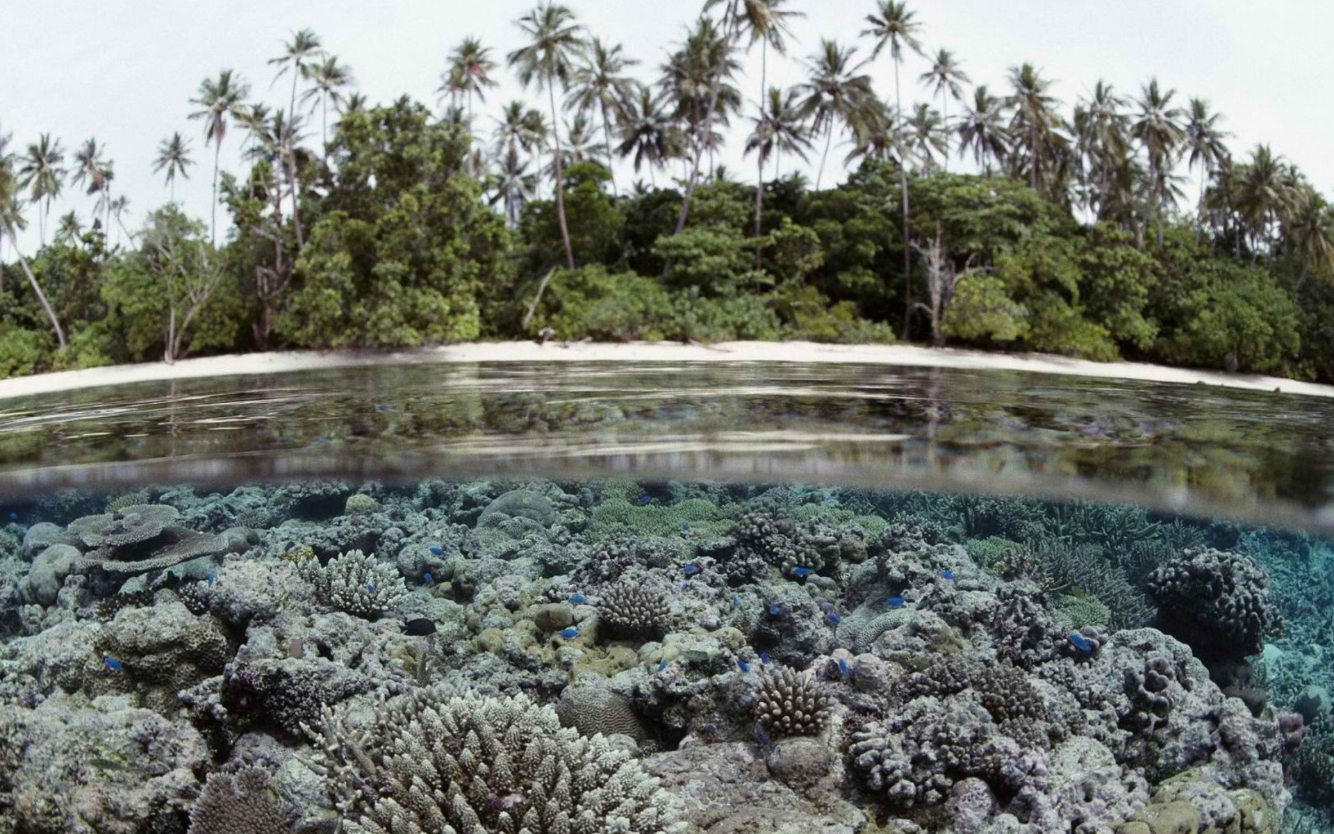 Das Palms And Underwater Life Wallpaper 1920x1200