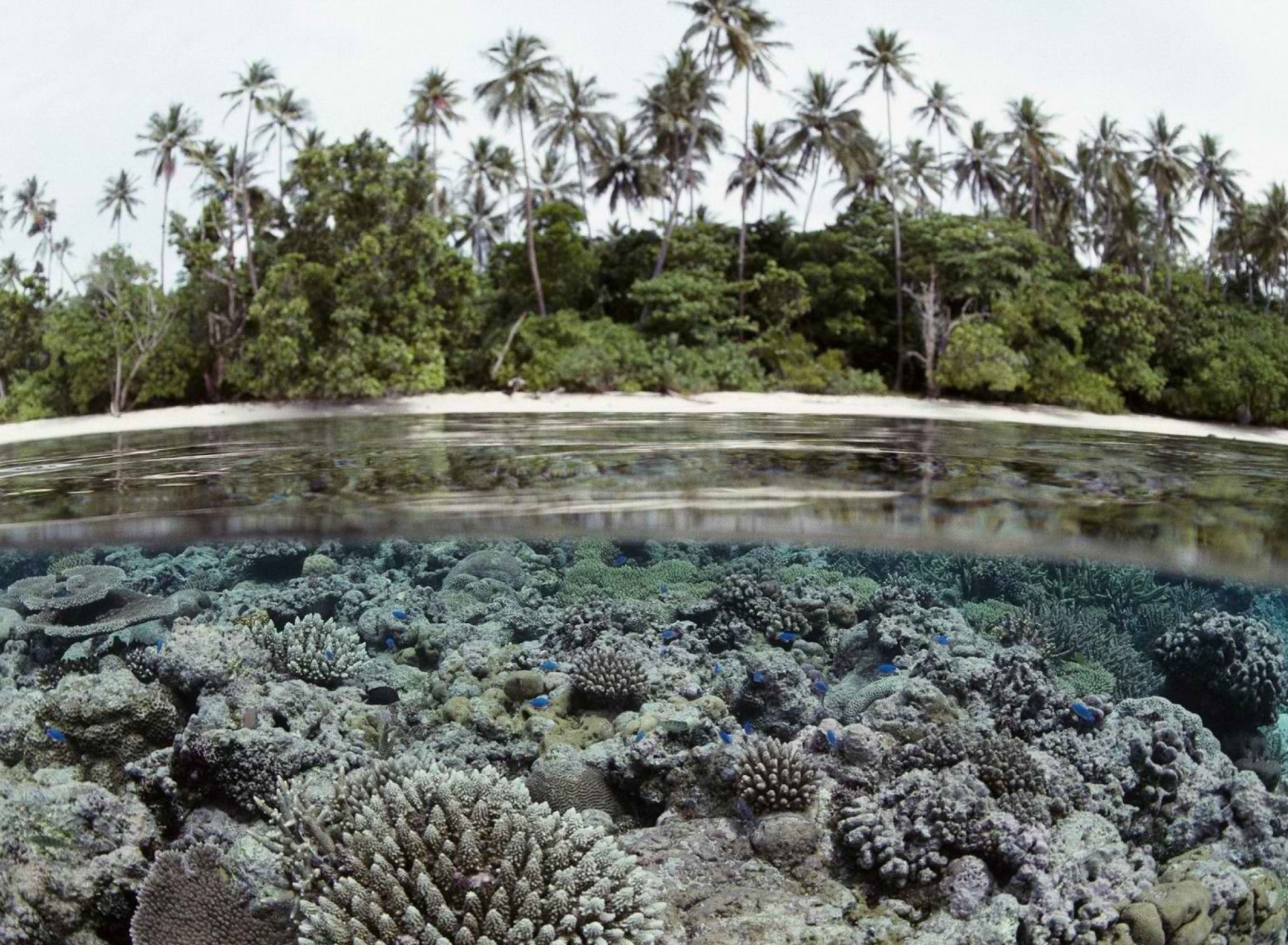 Sfondi Palms And Underwater Life 1920x1408