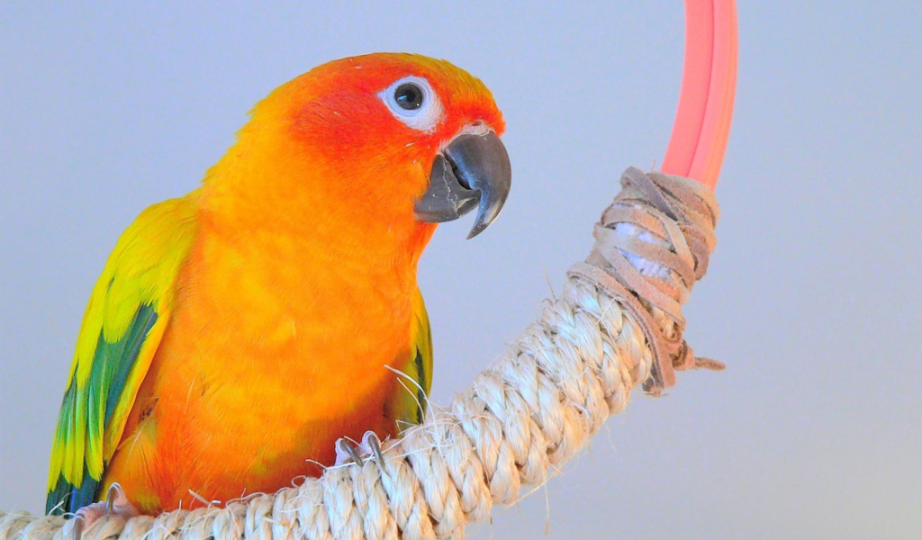 Beautiful Orange Parrots Hd screenshot #1 1024x600