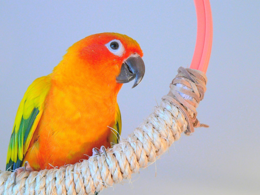 Das Beautiful Orange Parrots Hd Wallpaper 1024x768
