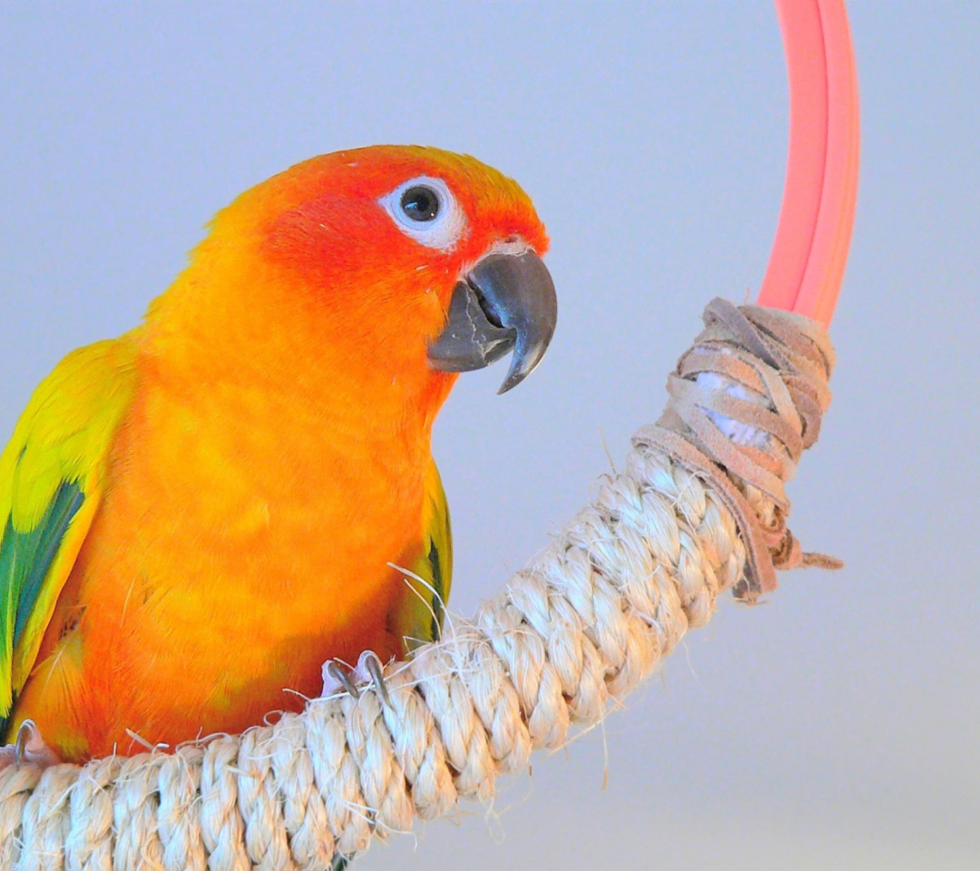 Обои Beautiful Orange Parrots Hd 1080x960