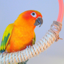 Sfondi Beautiful Orange Parrots Hd 128x128