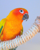 Das Beautiful Orange Parrots Hd Wallpaper 128x160