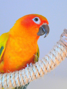 Das Beautiful Orange Parrots Hd Wallpaper 132x176