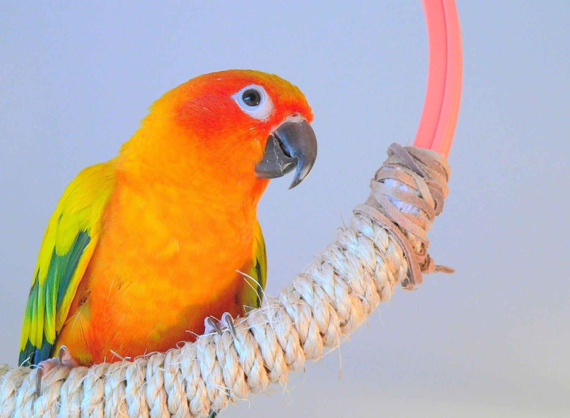 Sfondi Beautiful Orange Parrots Hd 1920x1408