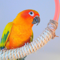 Das Beautiful Orange Parrots Hd Wallpaper 208x208