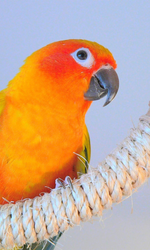 Das Beautiful Orange Parrots Hd Wallpaper 480x800