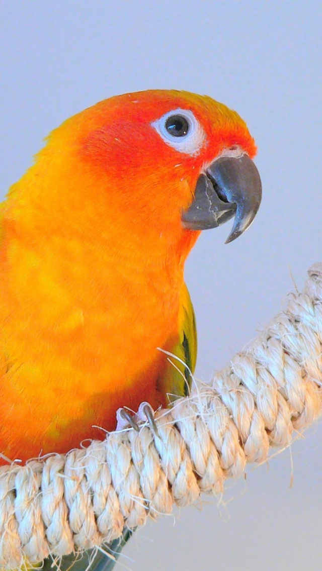 Sfondi Beautiful Orange Parrots Hd 640x1136