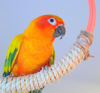 Kostenloses Beautiful Orange Parrots Hd Wallpaper für Samsung B159 Hero Plus