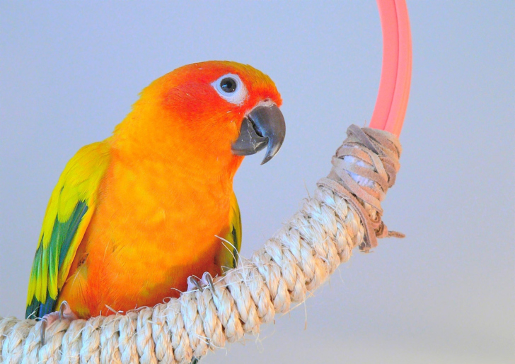 Beautiful Orange Parrots Hd screenshot #1