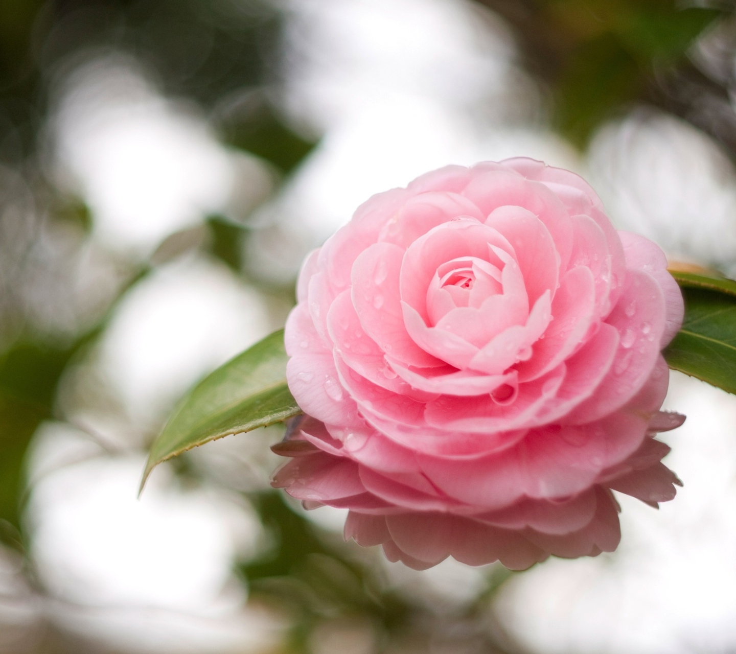 Sfondi Camellia 1440x1280