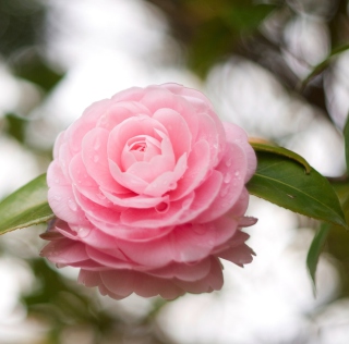 Camellia - Obrázkek zdarma pro iPad mini