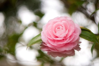 Camellia Picture for Android, iPhone and iPad