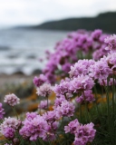 Das Flowers On Beach Wallpaper 128x160