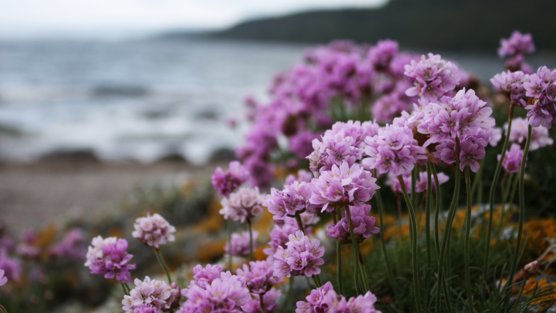 Screenshot №1 pro téma Flowers On Beach 1920x1080