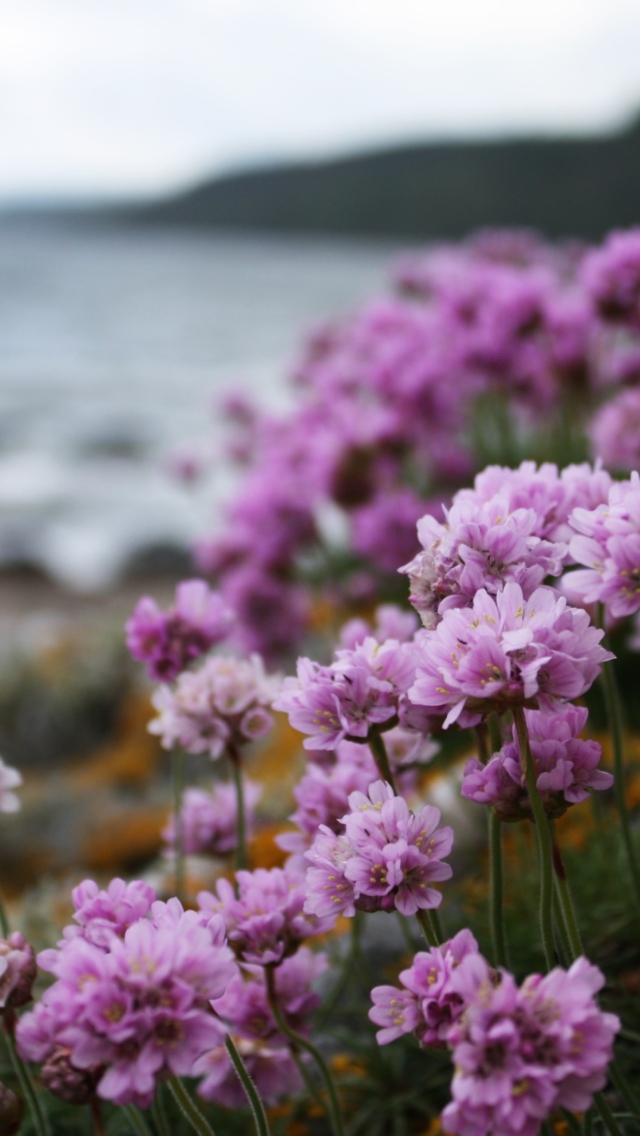 Flowers On Beach screenshot #1 640x1136