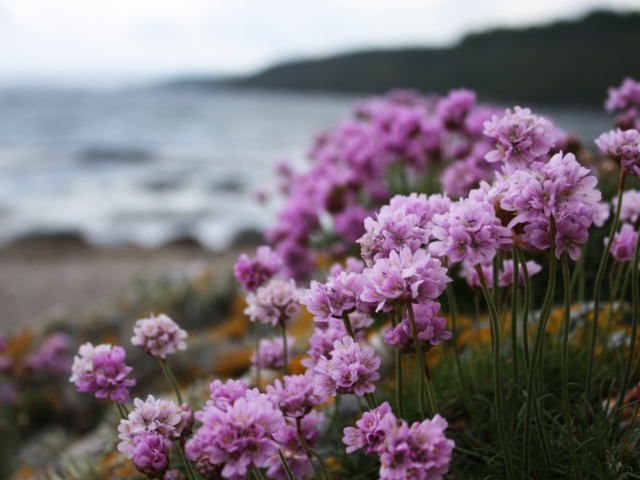 Sfondi Flowers On Beach 640x480