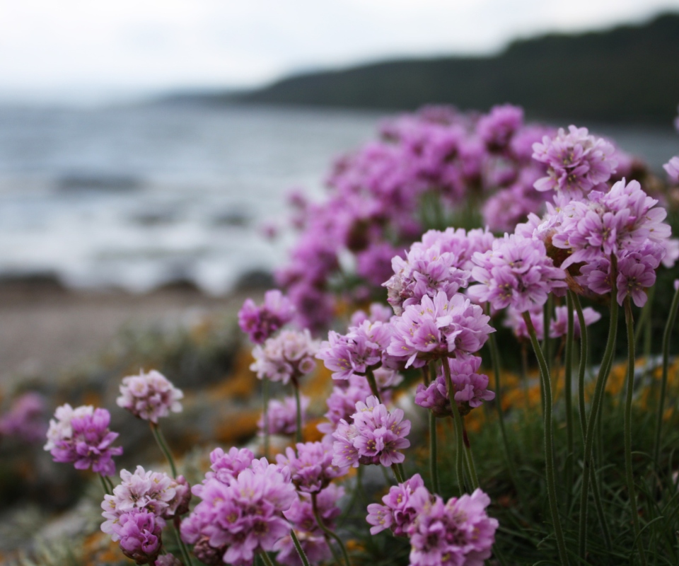 Sfondi Flowers On Beach 960x800