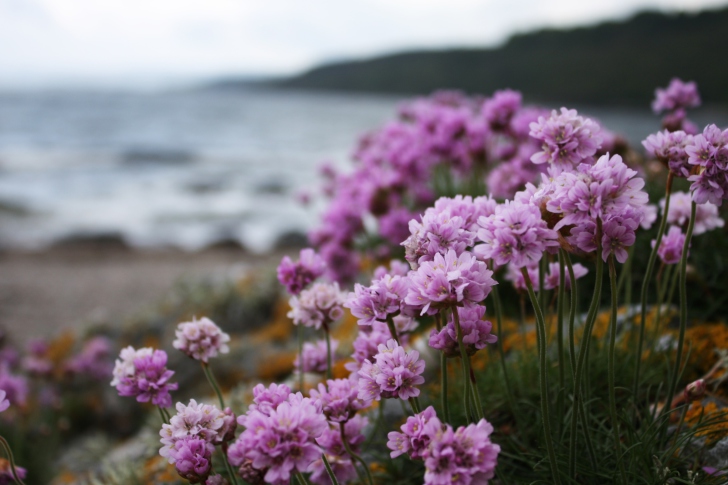 Flowers On Beach wallpaper