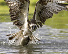 Das Hawk With Fish Wallpaper 220x176