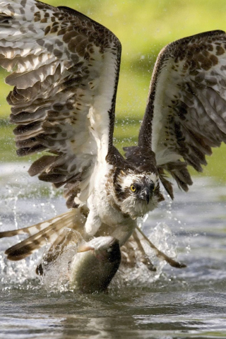 Hawk With Fish screenshot #1 320x480