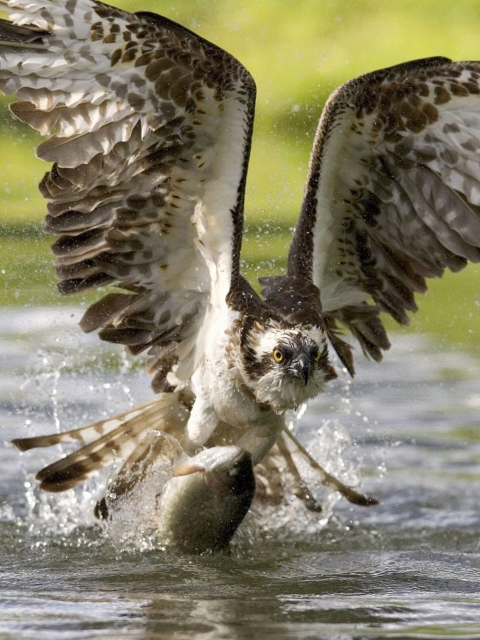 Fondo de pantalla Hawk With Fish 480x640