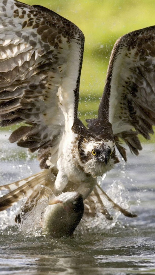 Fondo de pantalla Hawk With Fish 640x1136