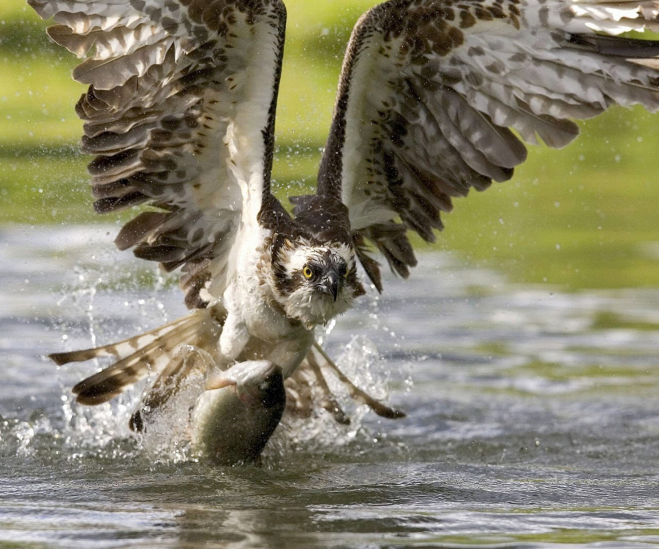 Das Hawk With Fish Wallpaper 960x800