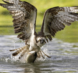 Hawk With Fish sfondi gratuiti per 128x128