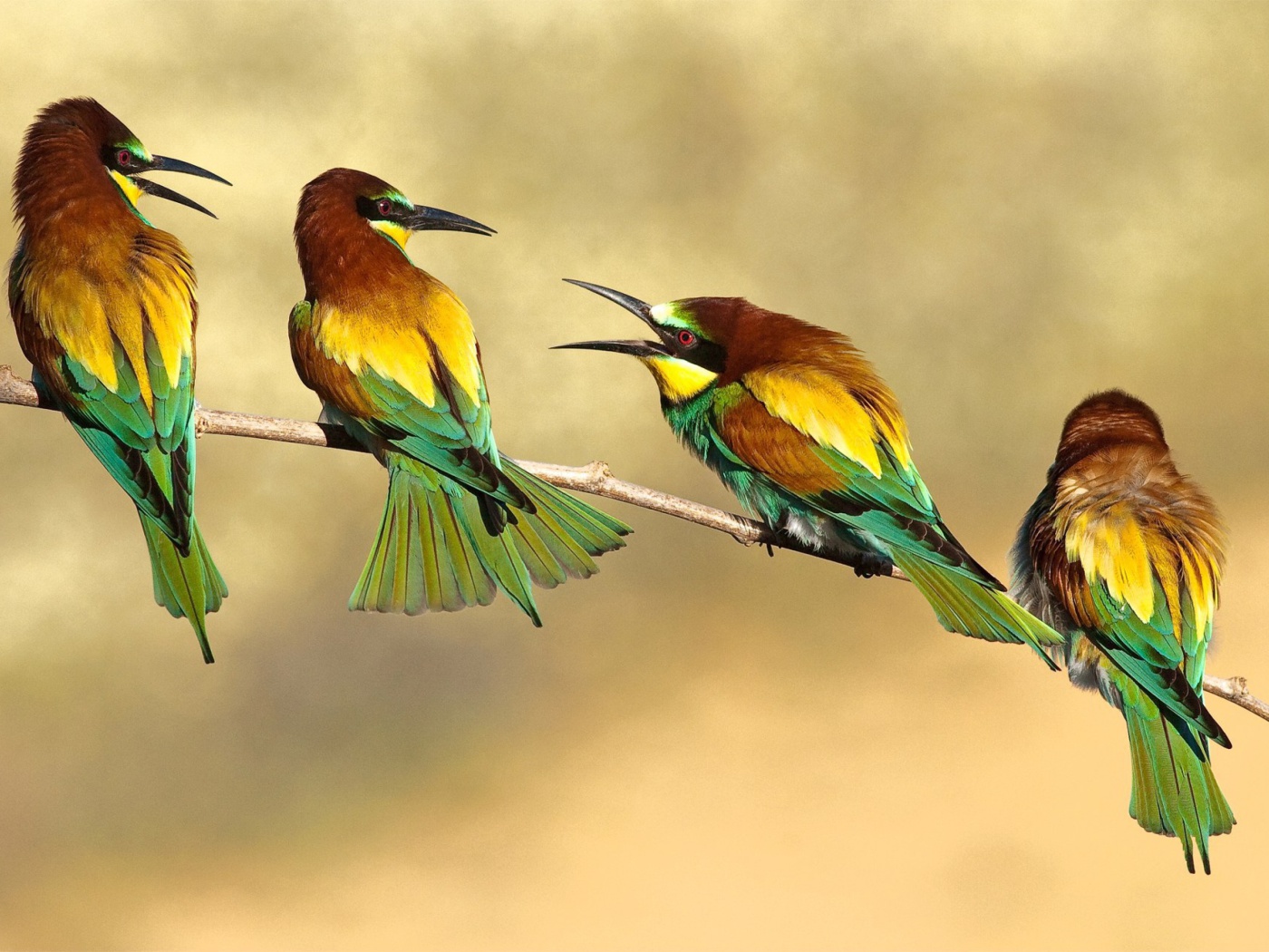 Birds Rainbow bee eater wallpaper 1400x1050