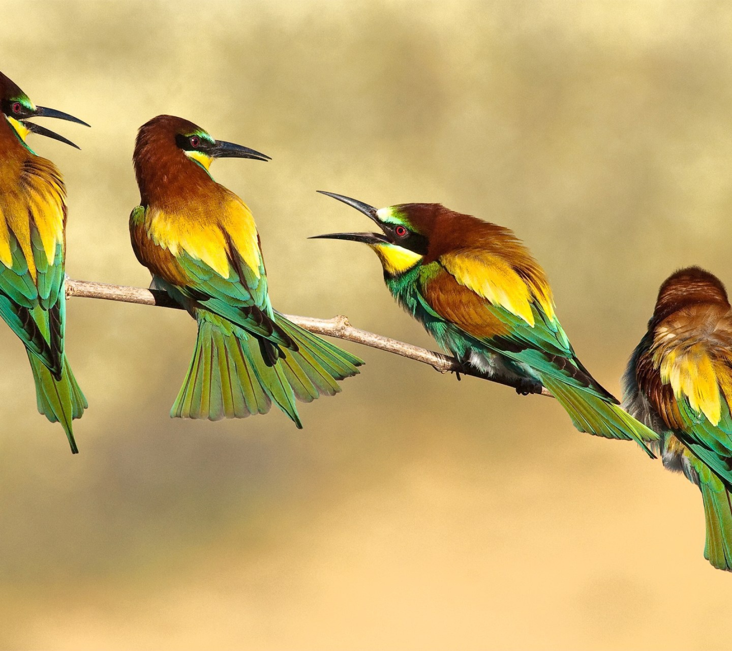 Das Birds Rainbow bee eater Wallpaper 1440x1280