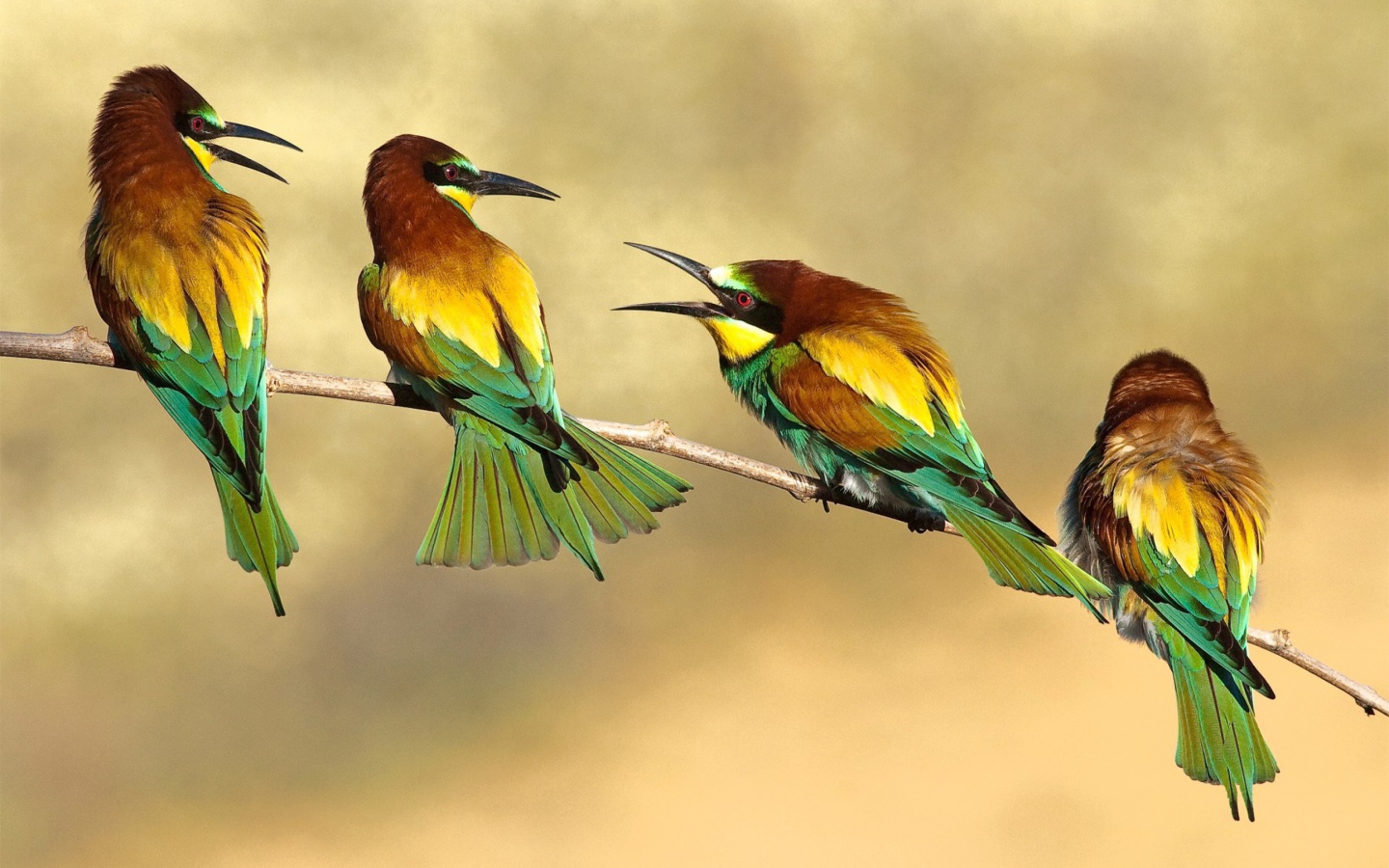 Screenshot №1 pro téma Birds Rainbow bee eater 1440x900