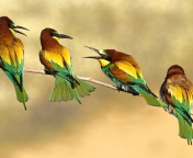 Screenshot №1 pro téma Birds Rainbow bee eater 176x144