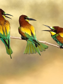 Fondo de pantalla Birds Rainbow bee eater 240x320