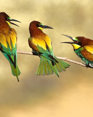 Birds Rainbow bee eater - Fondos de pantalla gratis para Nokia Asha 305