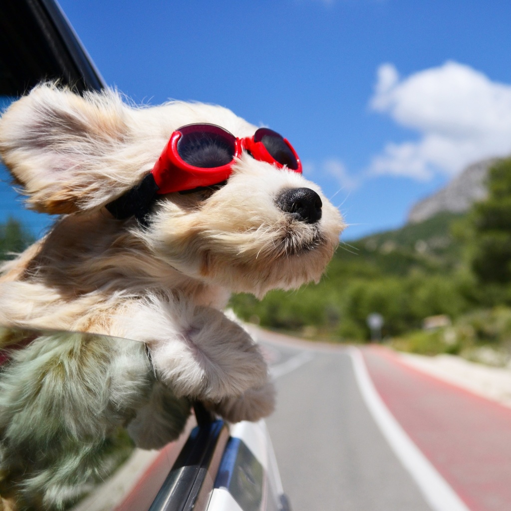 Dog in convertible car on vacation wallpaper 1024x1024