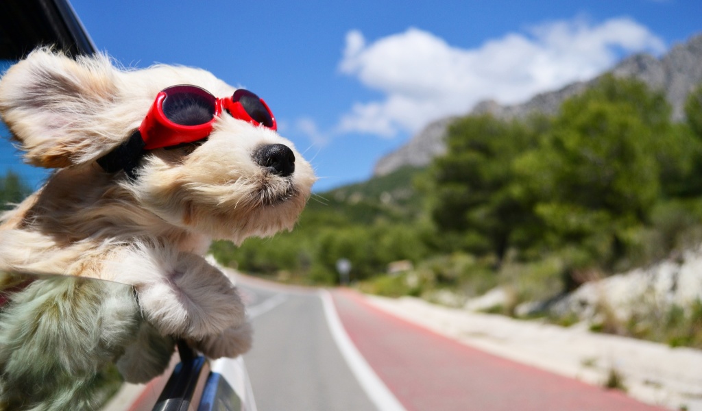 Dog in convertible car on vacation screenshot #1 1024x600