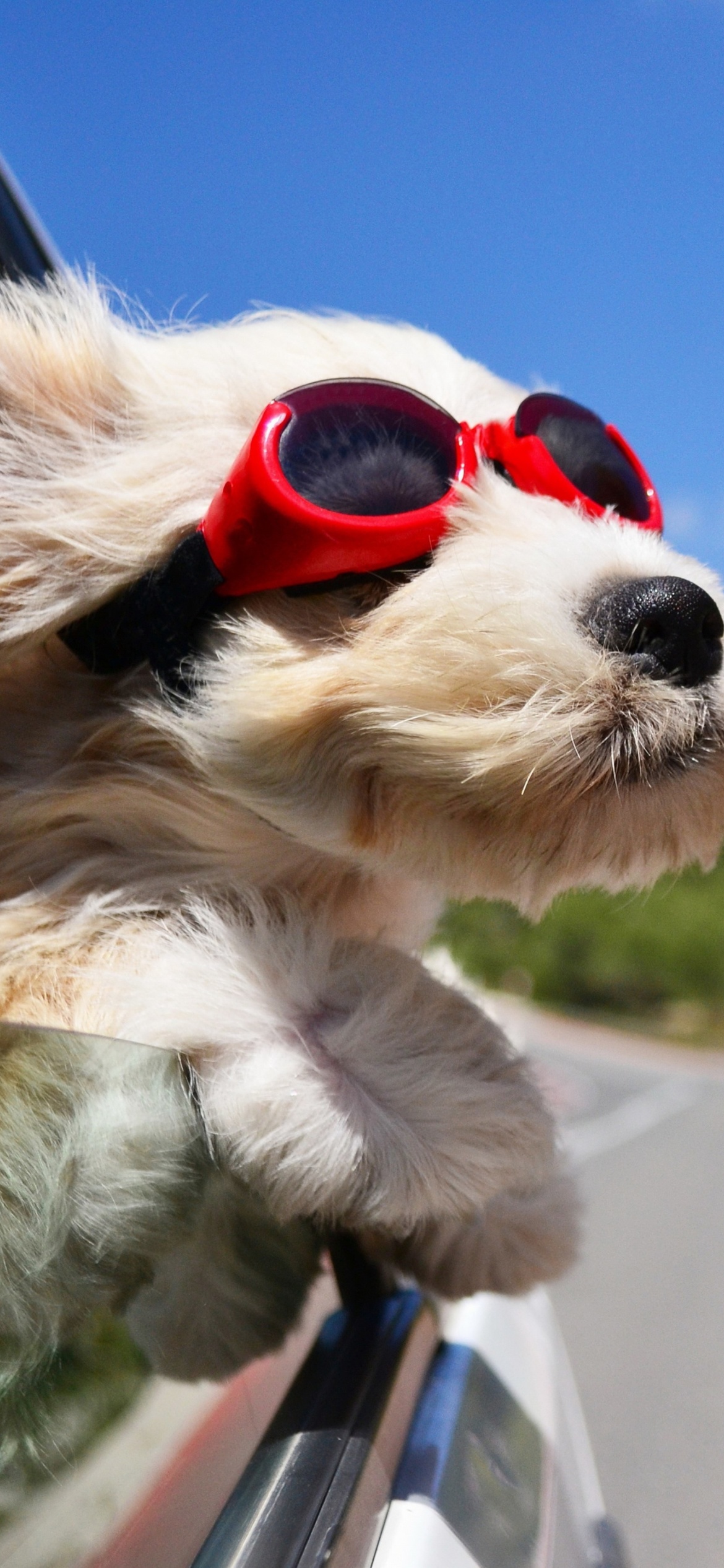 Screenshot №1 pro téma Dog in convertible car on vacation 1170x2532