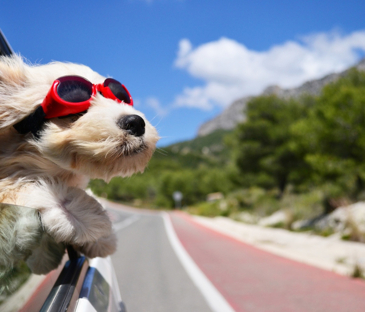 Das Dog in convertible car on vacation Wallpaper 1200x1024