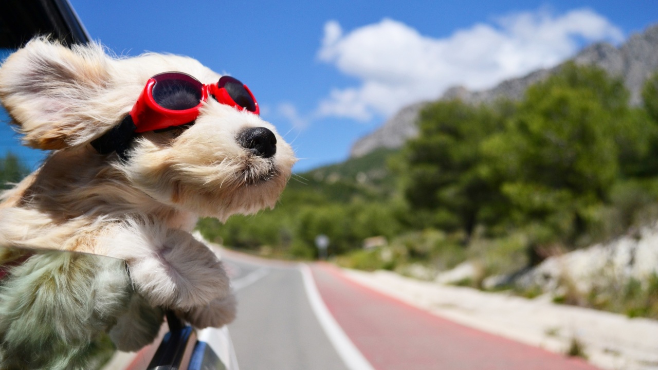 Das Dog in convertible car on vacation Wallpaper 1280x720