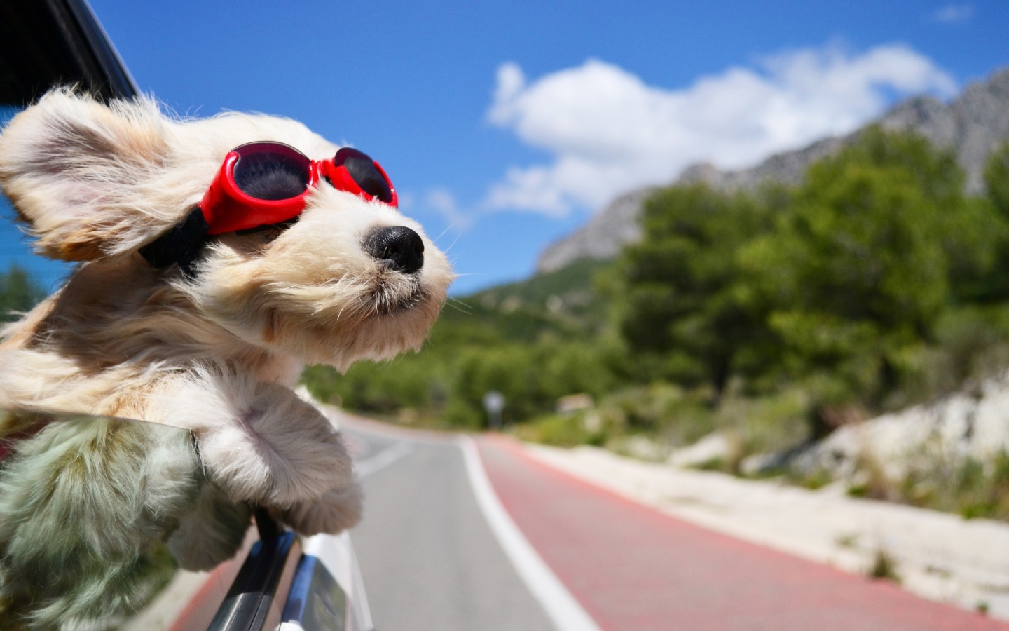 Das Dog in convertible car on vacation Wallpaper 1440x900